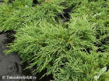 Juniperus horizontalis 'Andorra Compact'